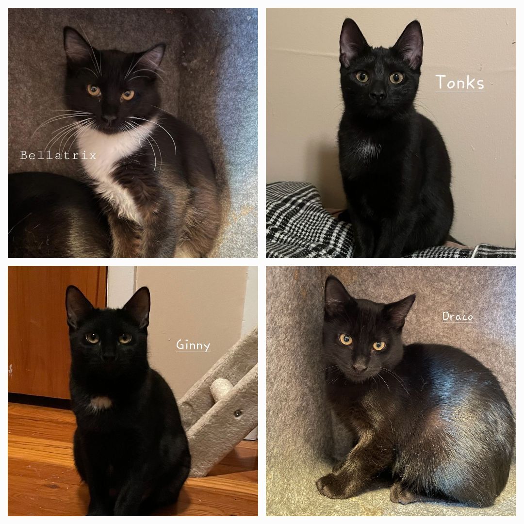 Enlarge Bellatrix & Draco  (Tonks & Ginny adopted), a Adoptable Domestic Short Hair in staten island, NY image 11/11