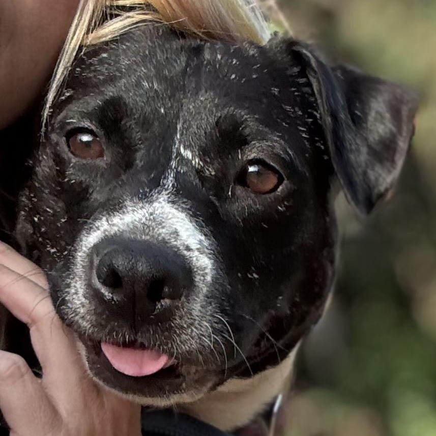 Ashley , a Adoptable mixed breed in Whittier, CA image 2/4