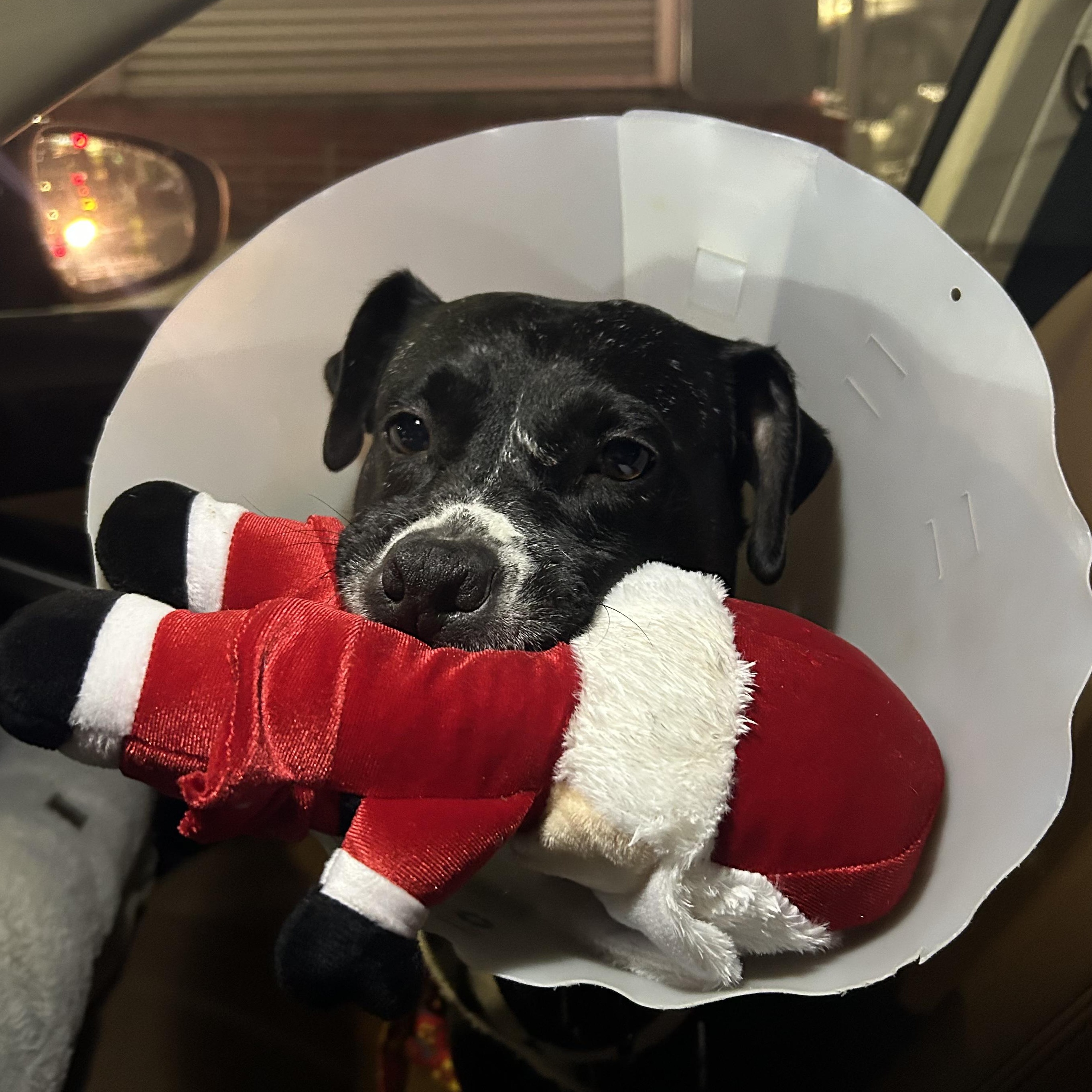 Enlarge Ashley , a Adoptable mixed breed in Whittier, CA image 2/2