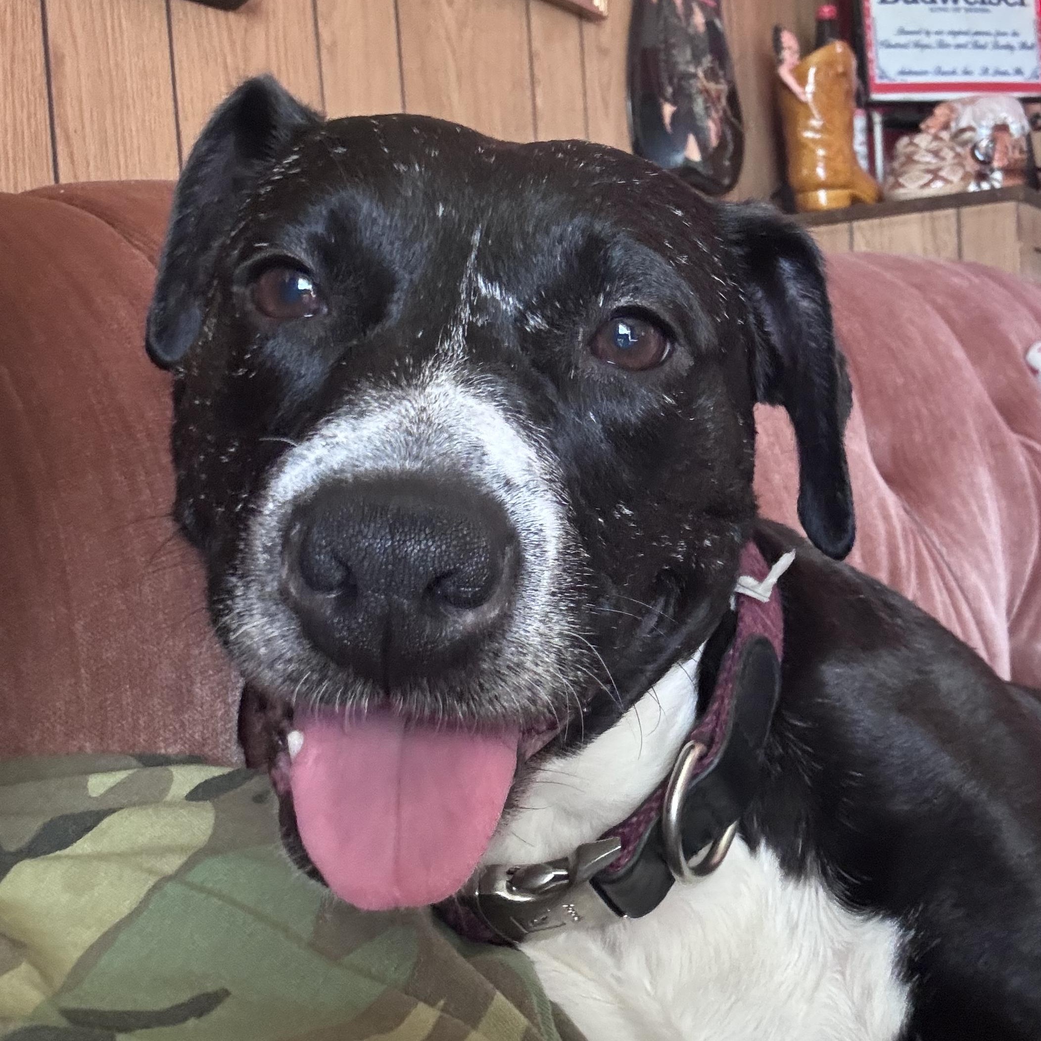 Ashley , Adoptable, Adult Female Pit Bull Terrier.