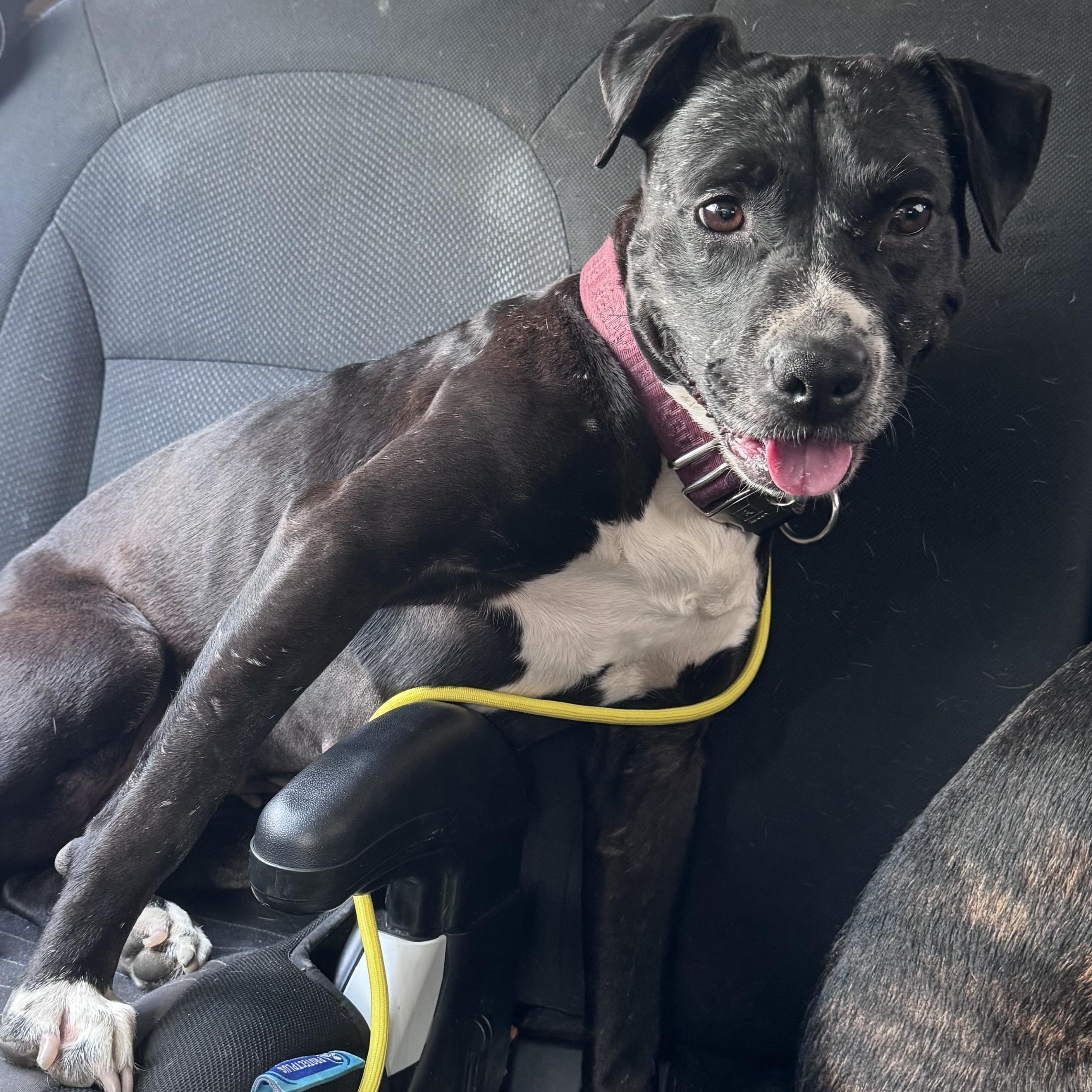 Ashley , a Adoptable mixed breed in Whittier, CA image 3/4