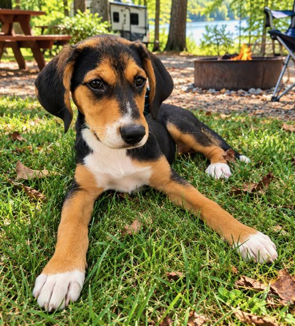 Enlarge PUPPY WINNIE, a Adoptable mixed breed in Franklin, TN image 2/3