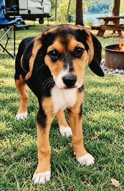 Enlarge PUPPY WINNIE, a Adoptable mixed breed in Franklin, TN image 3/3