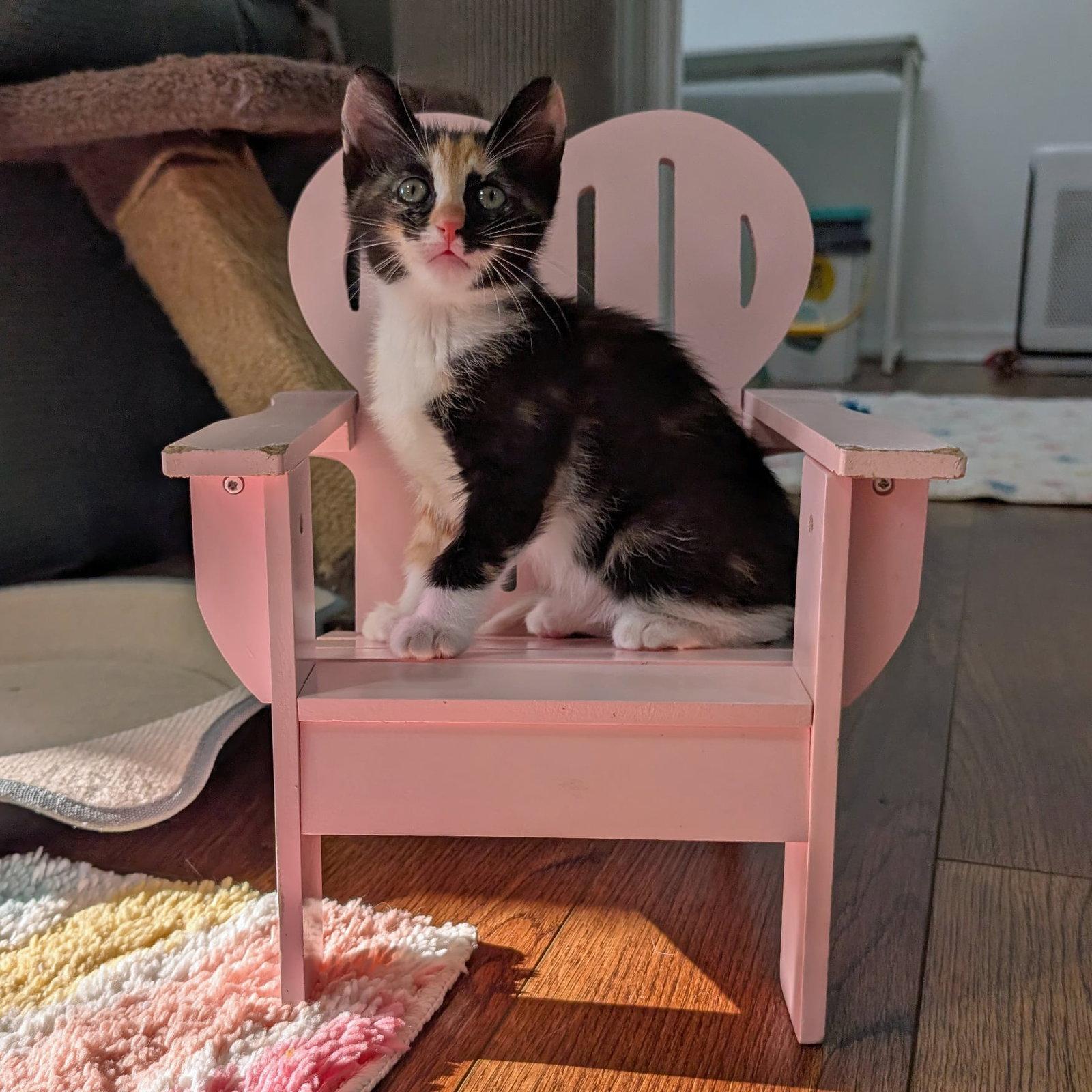 Enlarge PANDORA, a Adopted Calico in Capshaw, AL image 1/3
