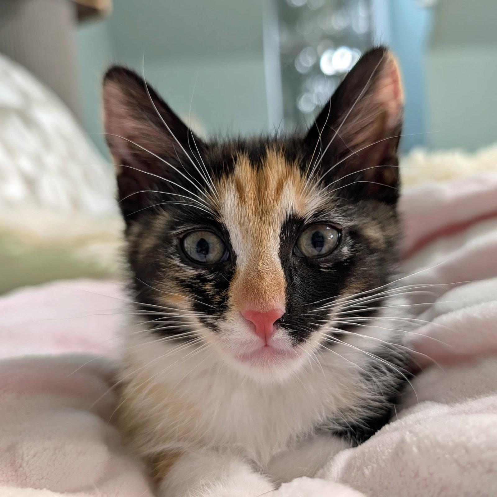 Enlarge PANDORA, a Adopted Calico in Capshaw, AL image 2/3