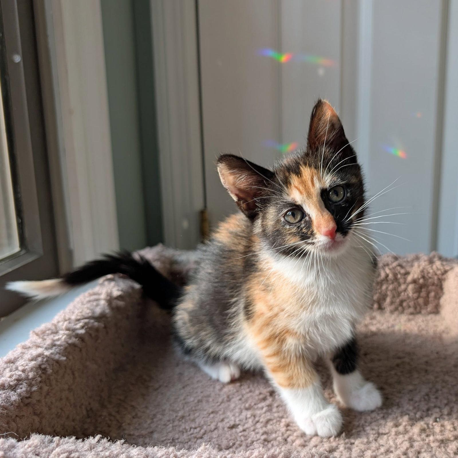 Enlarge PANDORA, a Adopted Calico in Capshaw, AL image 3/3