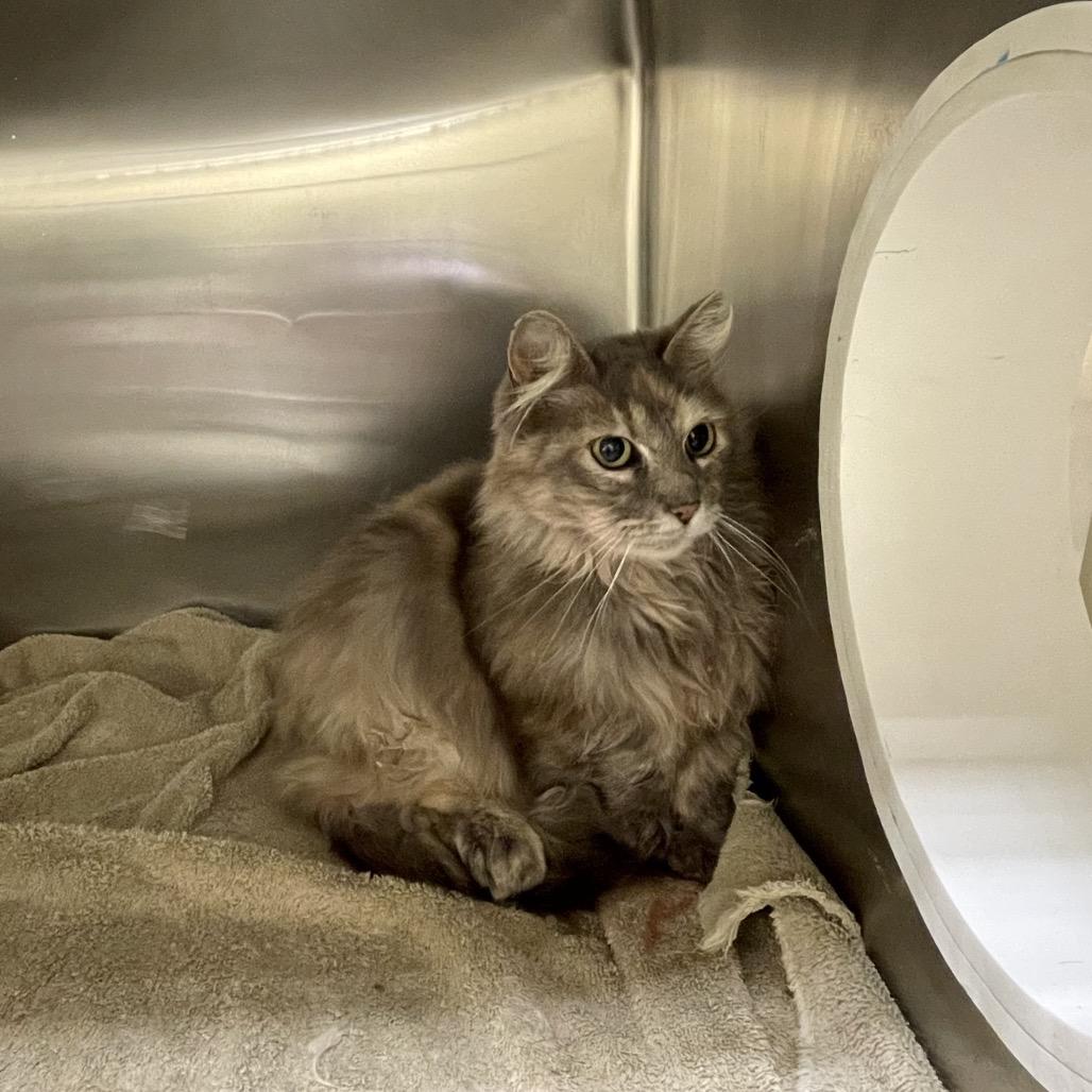 Enlarge Felicia, a Adoptable Domestic Medium Hair in Park City, UT image 1/1