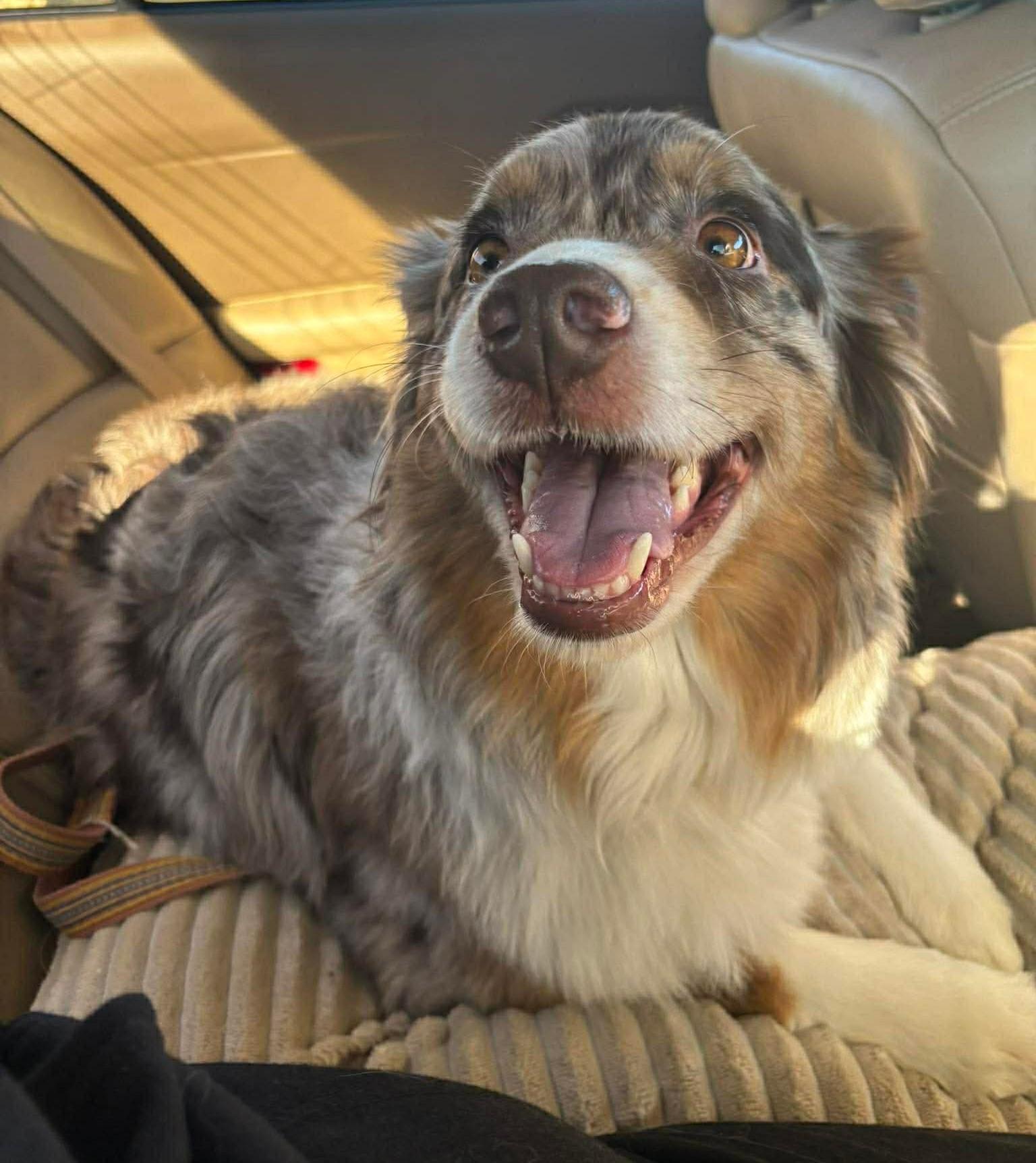 Enlarge Copper, an adopted Australian Shepherd in Las Vegas, NV image 2/3