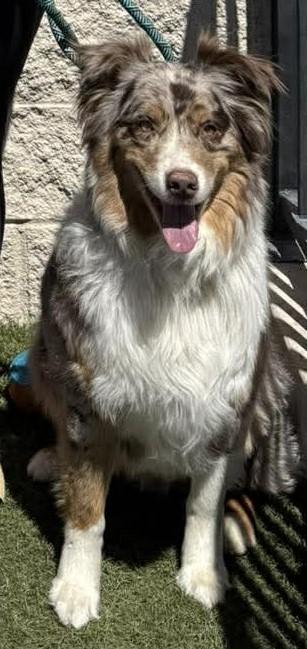 Enlarge Copper, an adopted Australian Shepherd in Las Vegas, NV image 3/3