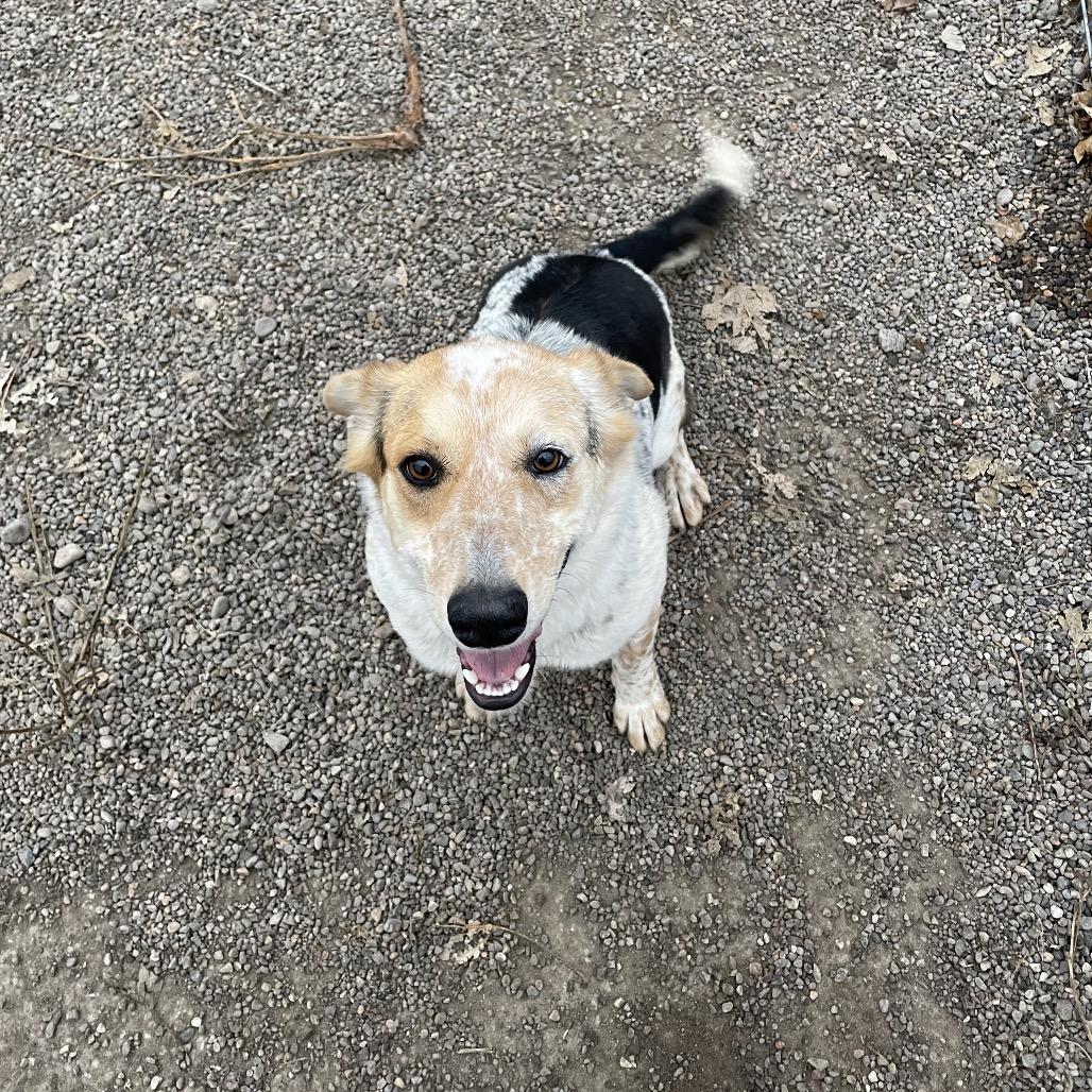 Enlarge Freya, a Adoptable mixed breed in Rexburg, ID image 1/1