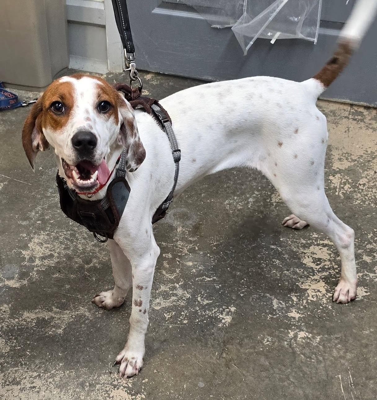 Impreza, Adopted, Puppy Female Hound.