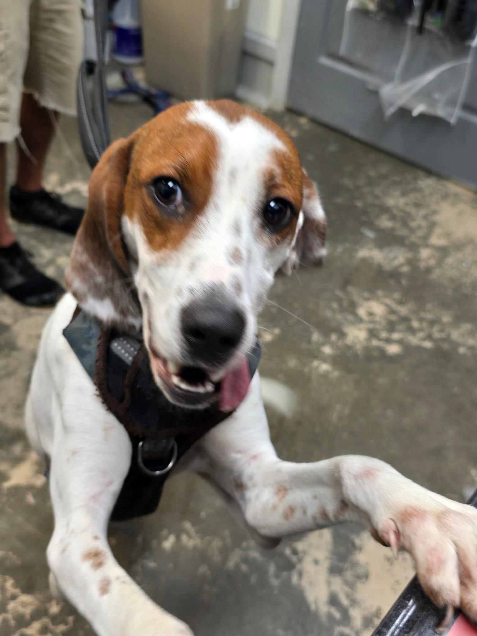 Enlarge Impreza, a Adopted Hound in Saint Marys, PA image 2/2