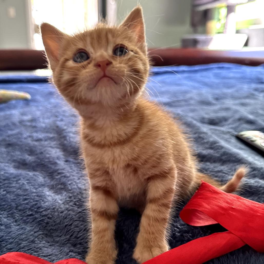 Dallas — thumbnail 3