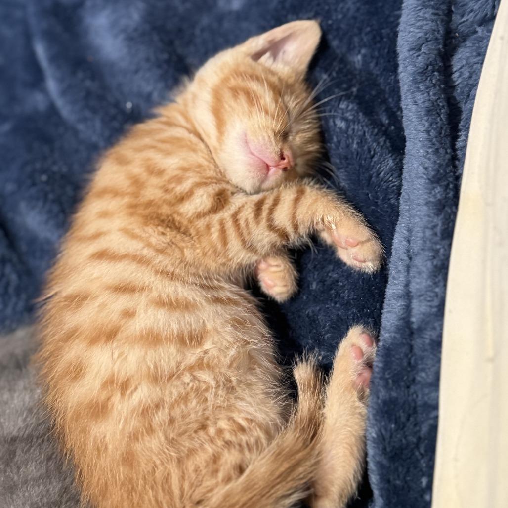 Dallas — thumbnail 4