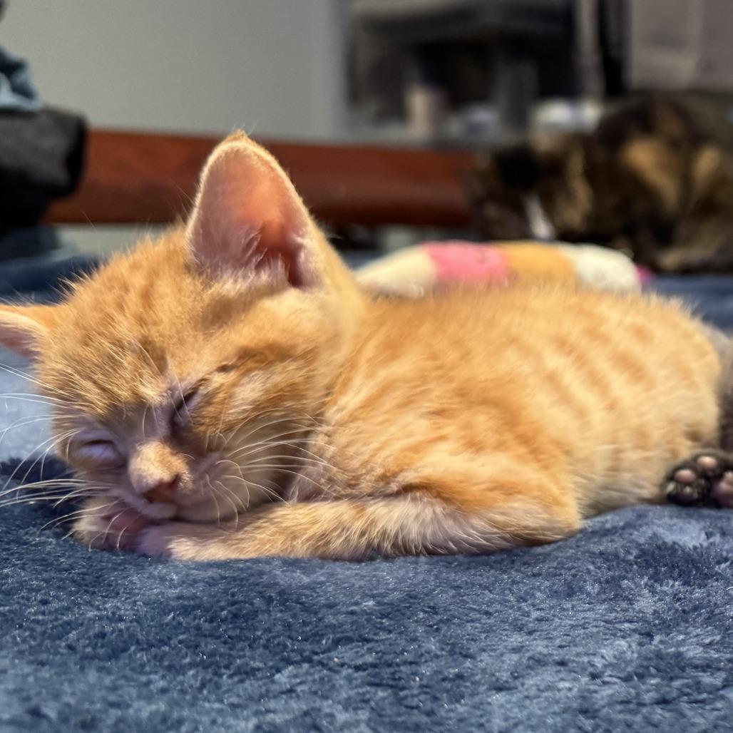 Dallas — thumbnail 5