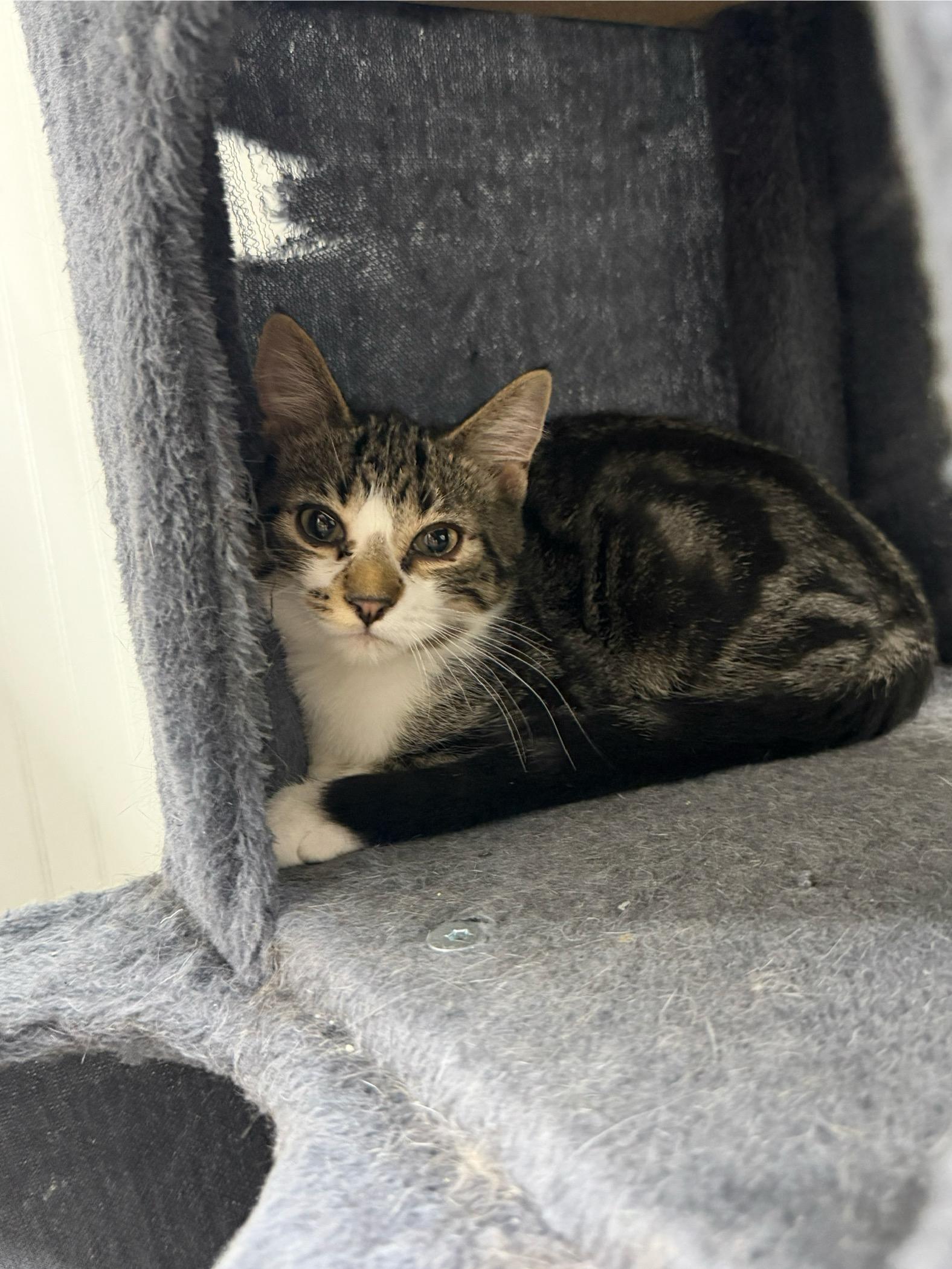 Boysenberry, Adoptable, Young Male Domestic Short Hair.