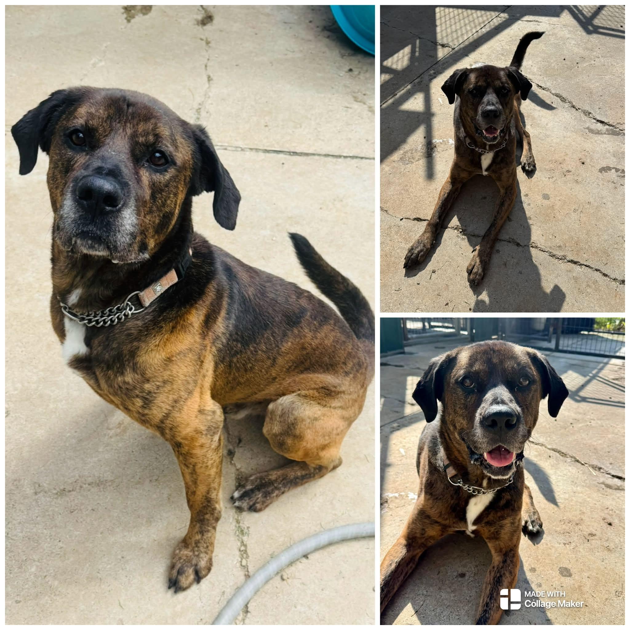 ASTRO, Adoptable, Young Male Mastiff.