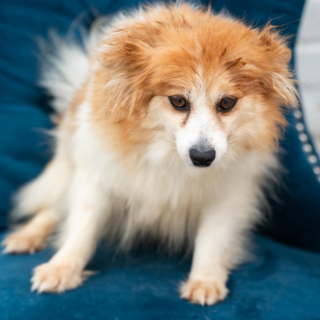 Enlarge Liberty, a ADOPTABLE Pomeranian in Zionsville, IN image 2/3