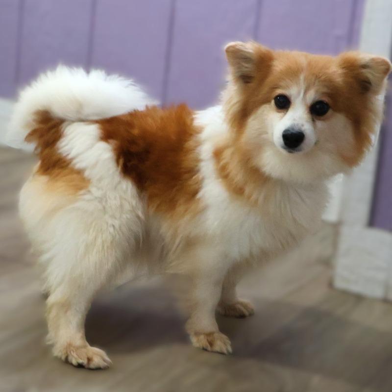 Enlarge Liberty, a ADOPTABLE Pomeranian in Zionsville, IN image 3/3