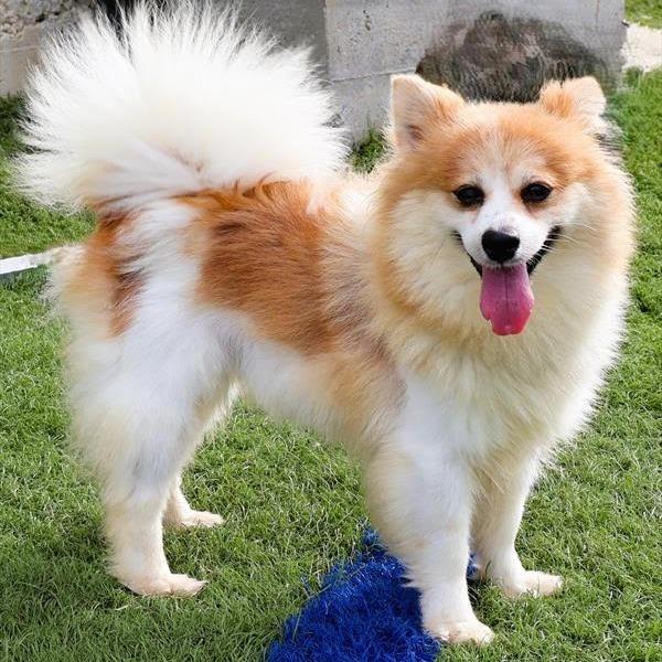 Liberty, ADOPTABLE, Adult Female Pomeranian.