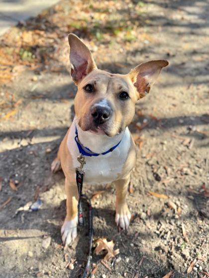 Butterscotch — thumbnail 2