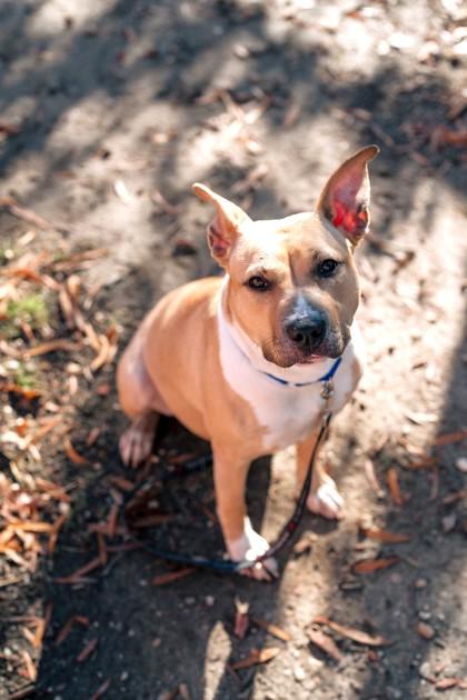 Butterscotch — thumbnail 3