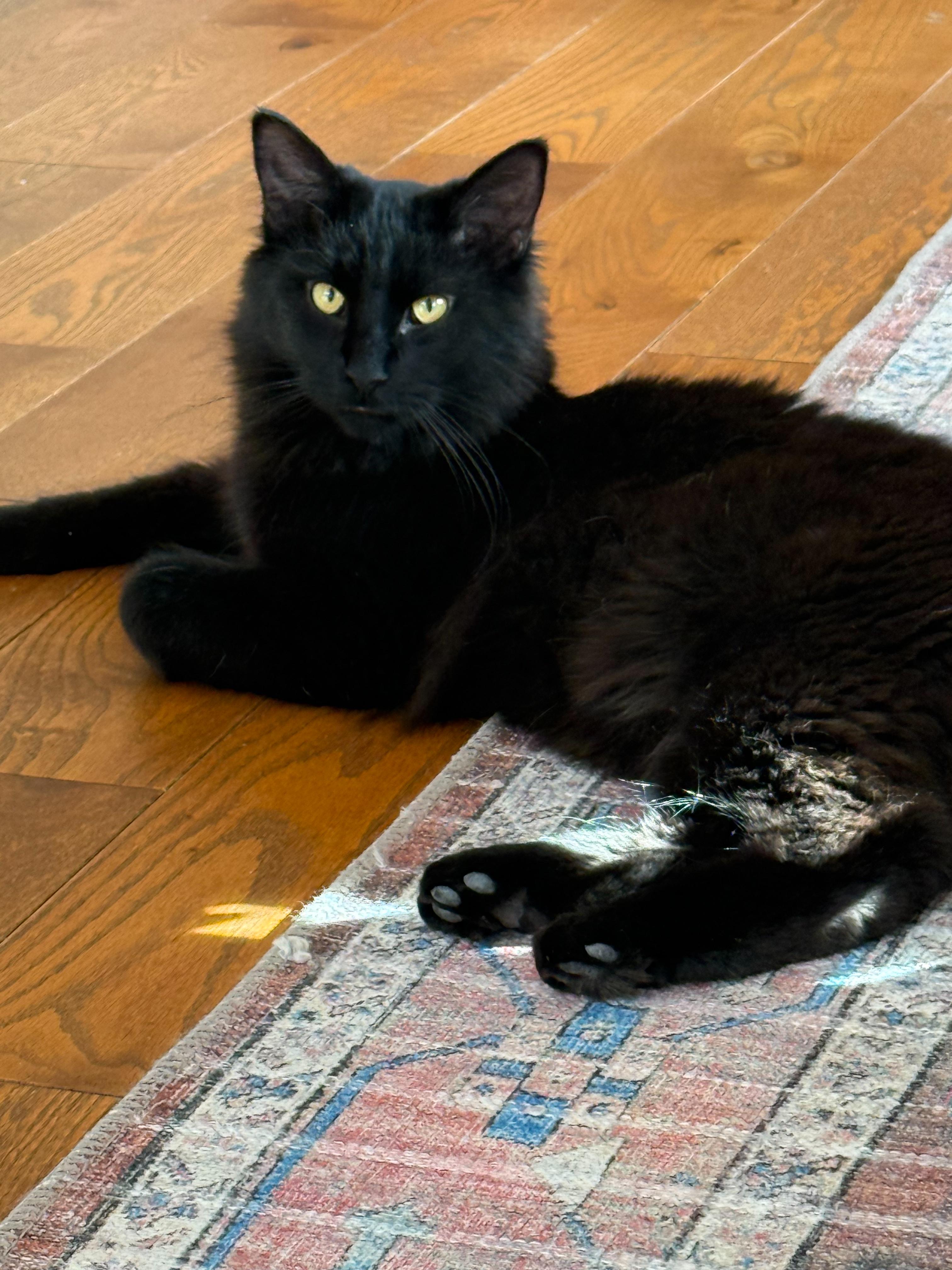 Salem, ADOPTABLE, Young Male Domestic Short Hair.