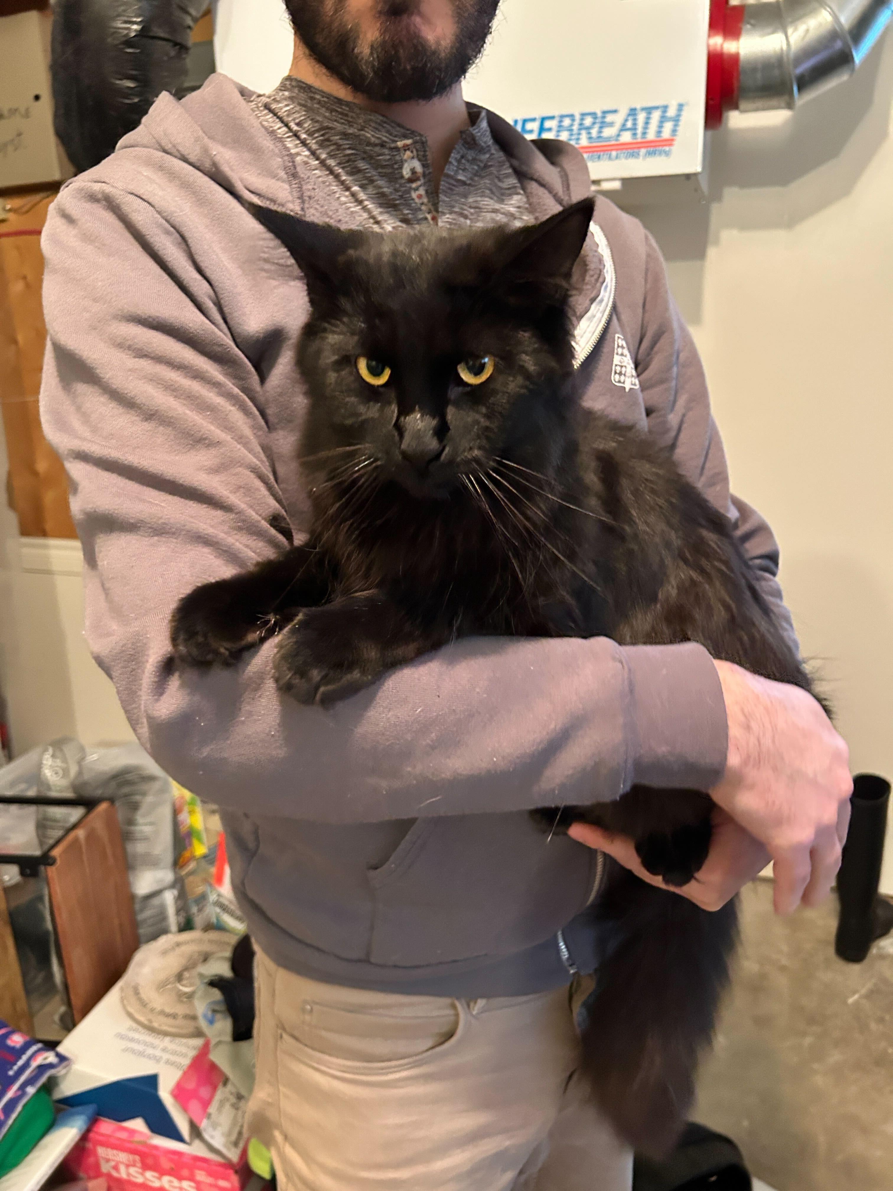 Enlarge Salem, a ADOPTABLE Domestic Short Hair in Wakefield, QC image 2/5
