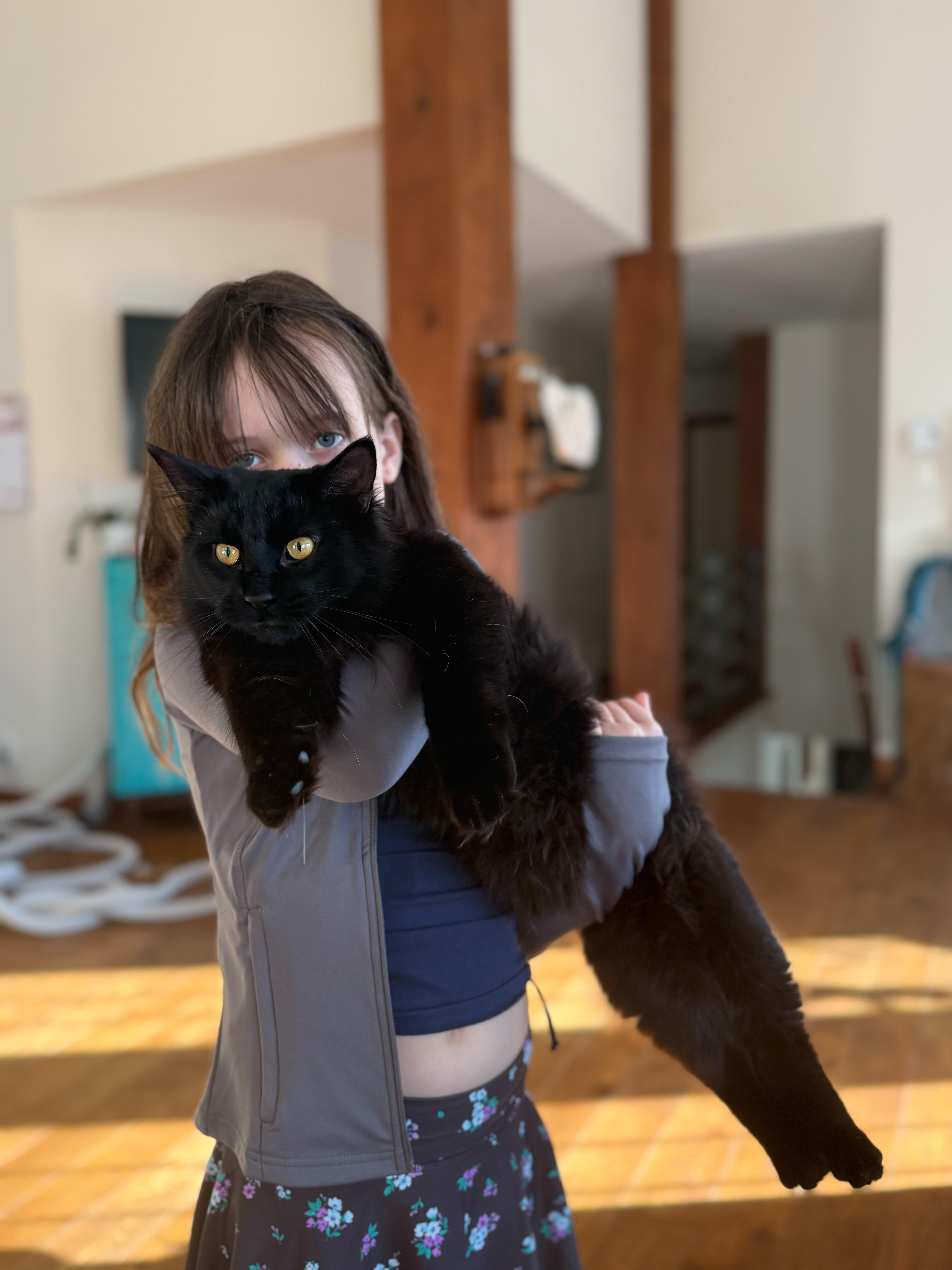 Enlarge Salem, a ADOPTABLE Domestic Short Hair in Wakefield, QC image 4/5