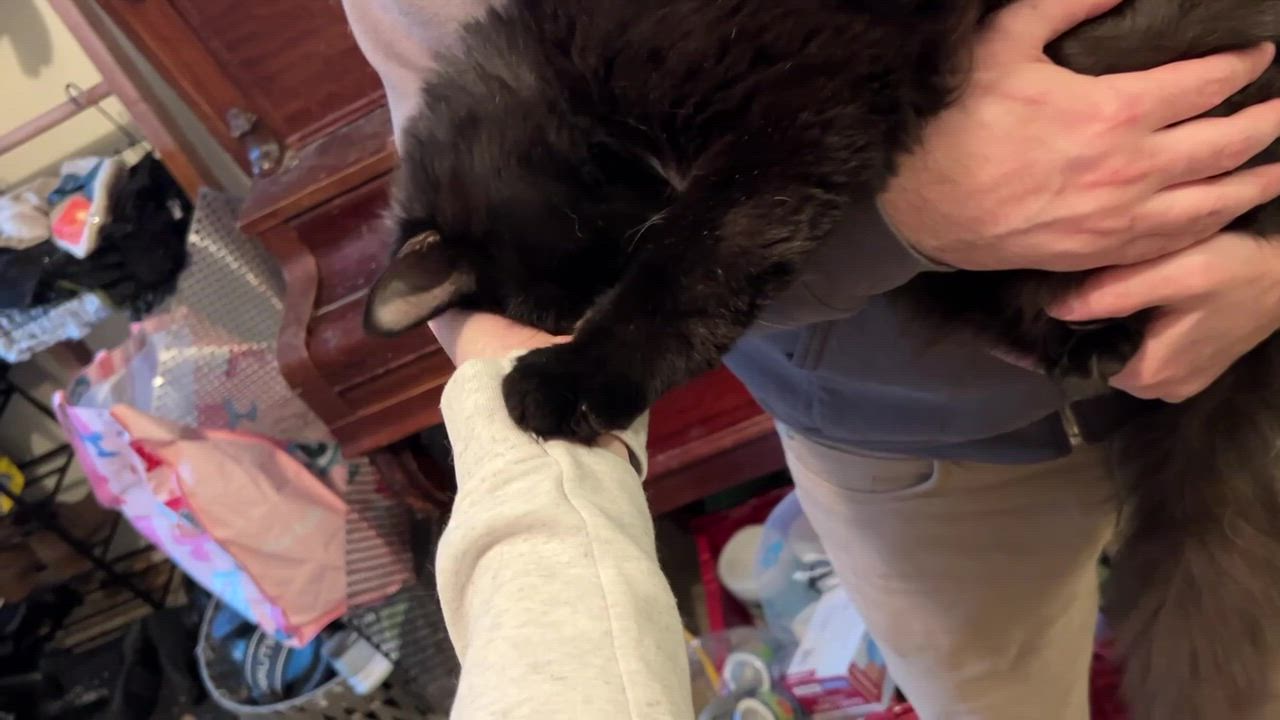 Enlarge Salem, a ADOPTABLE Domestic Short Hair in Wakefield, QC video 3/5