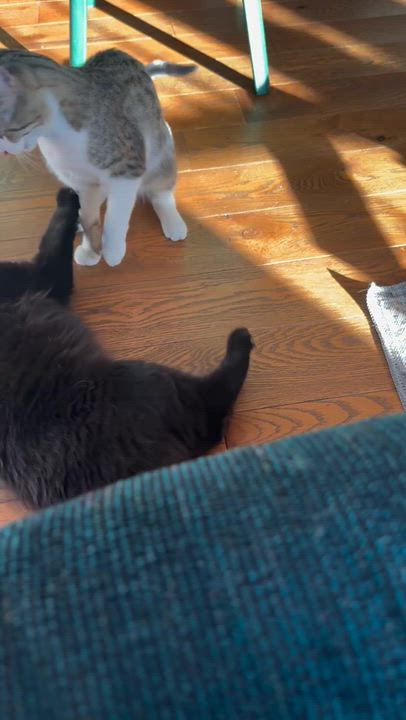 Enlarge Salem, a ADOPTABLE Domestic Short Hair in Wakefield, QC video 5/5