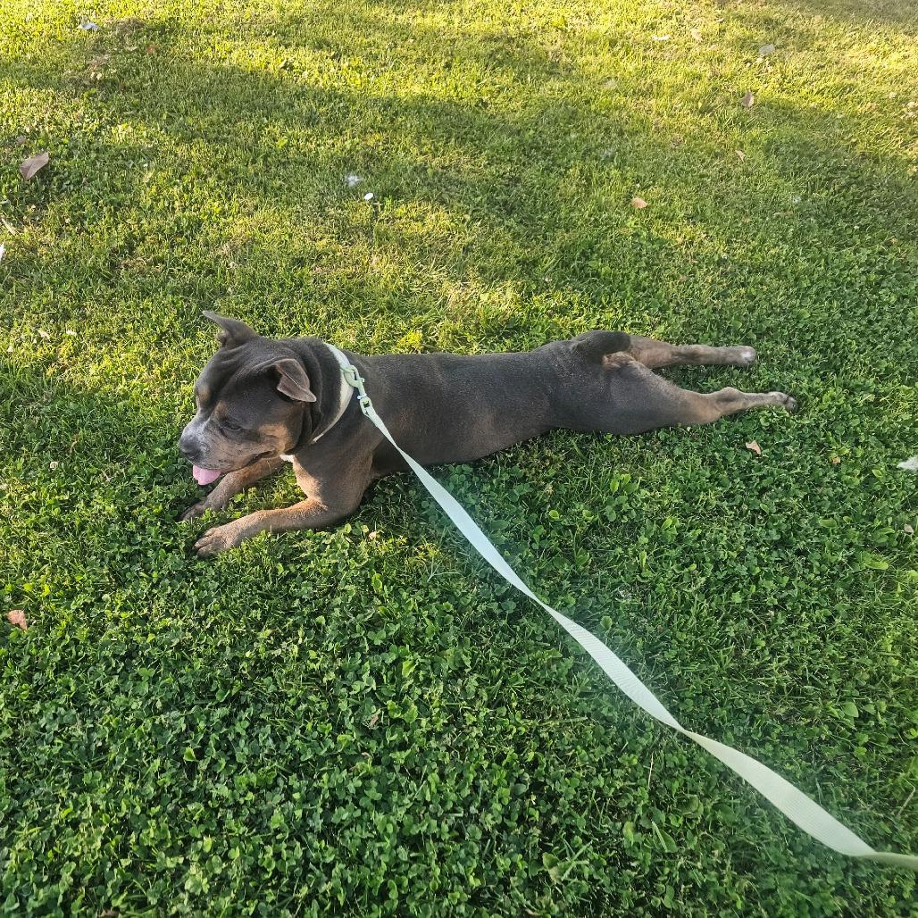 Enlarge Bruce, a Adoptable Pit Bull Terrier in Portland, CA image 4/6