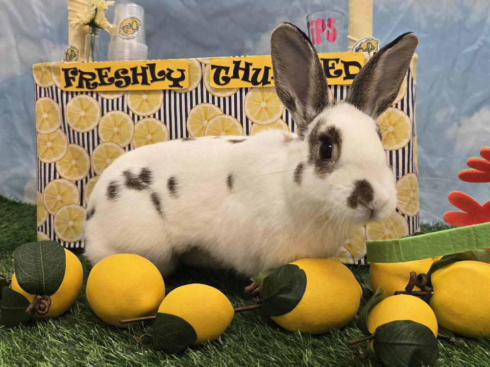 Shelbie, Adoptable, Adult Female Bunny Rabbit.