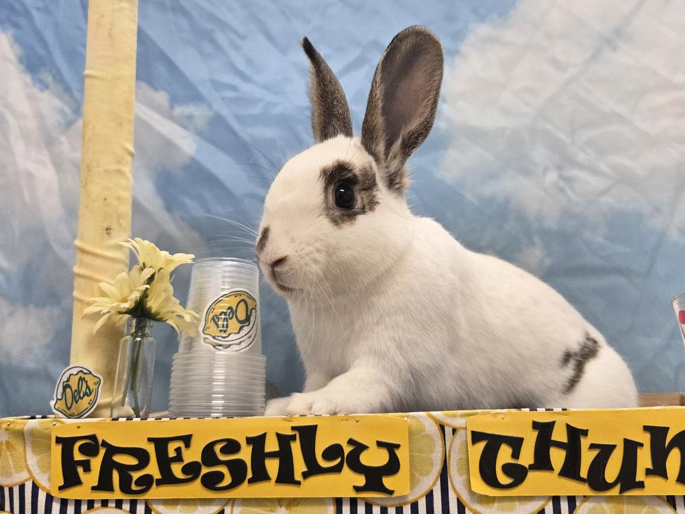 Enlarge Shelbie, a Adoptable mixed breed in Westford, MA image 2/6