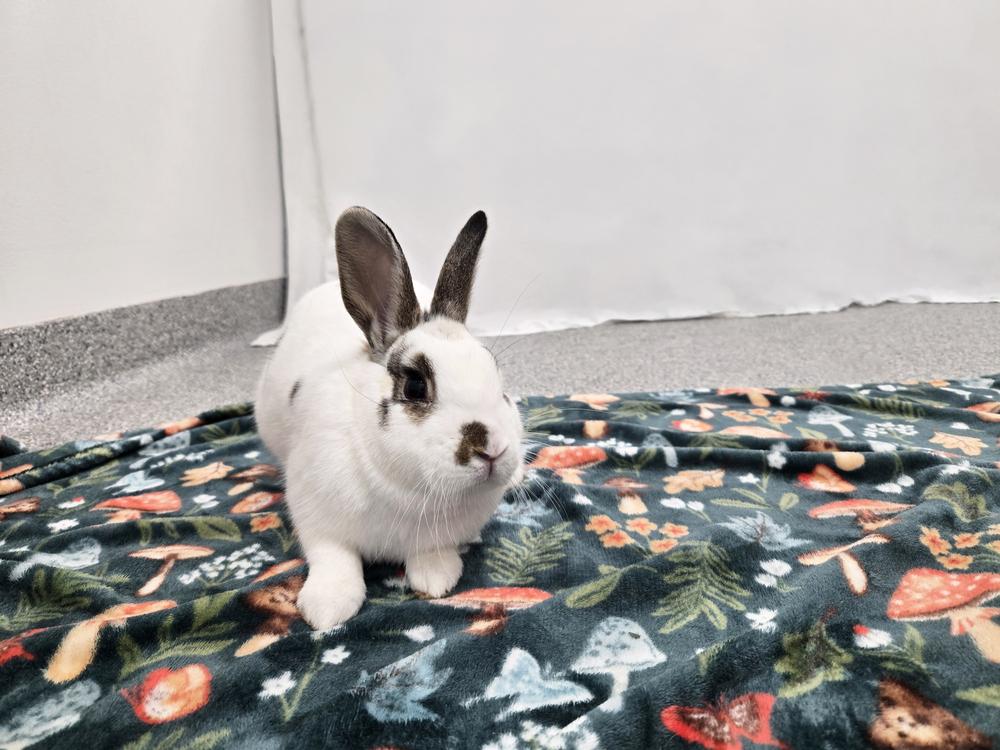 Enlarge Shelbie, a Adoptable mixed breed in Westford, MA image 4/6