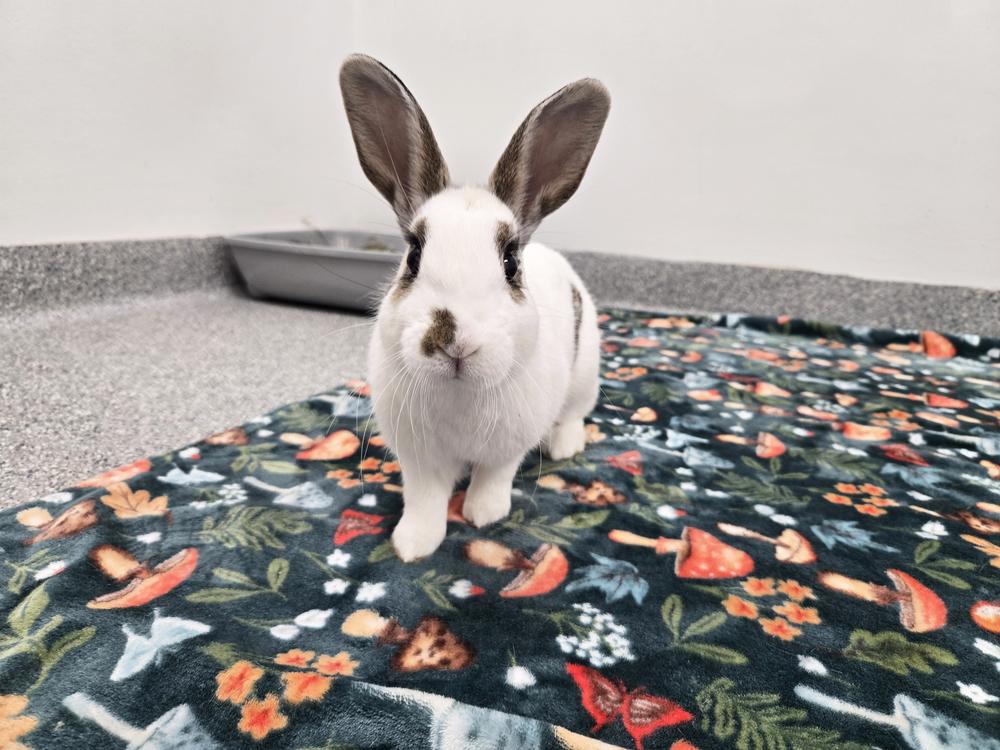 Enlarge Shelbie, a Adoptable mixed breed in Westford, MA image 6/6