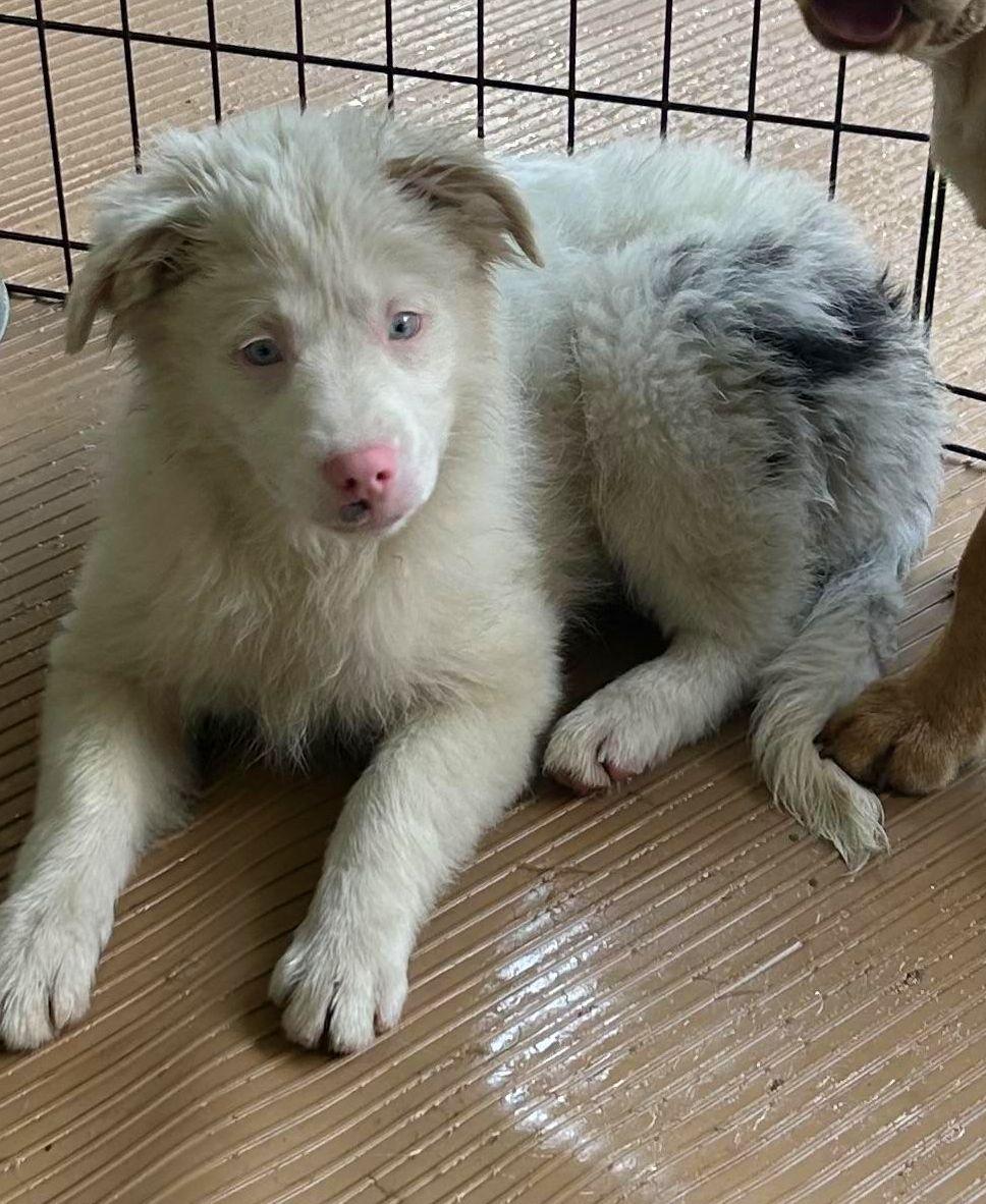 ACE, an adopted mixed breed in Rossford, OH image 1/5