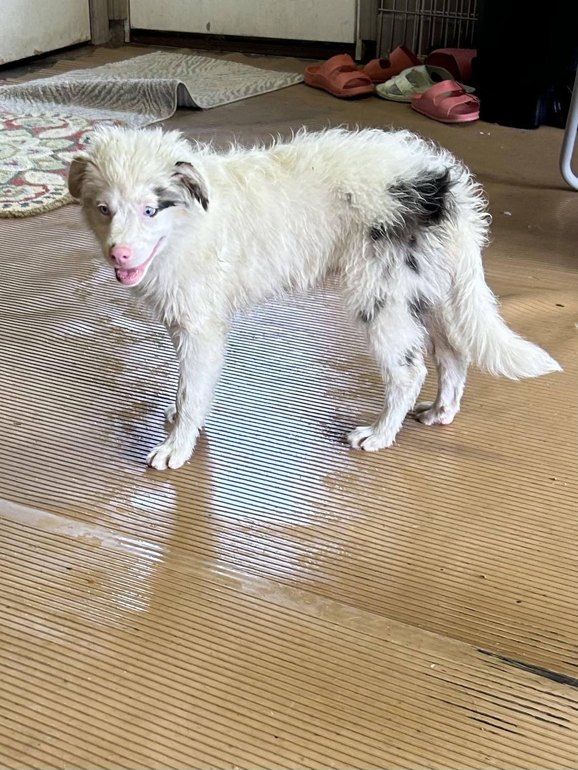 ACE, an adopted mixed breed in Rossford, OH image 4/5