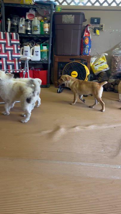 ACE, an adopted mixed breed in Rossford, OH image 5/5
