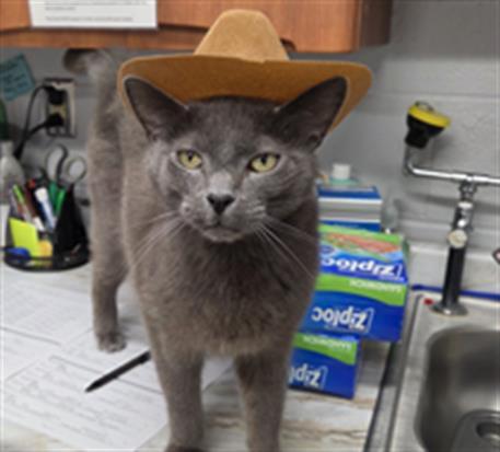 HERSHEL, Adoptable, Adult Male Domestic Short Hair.