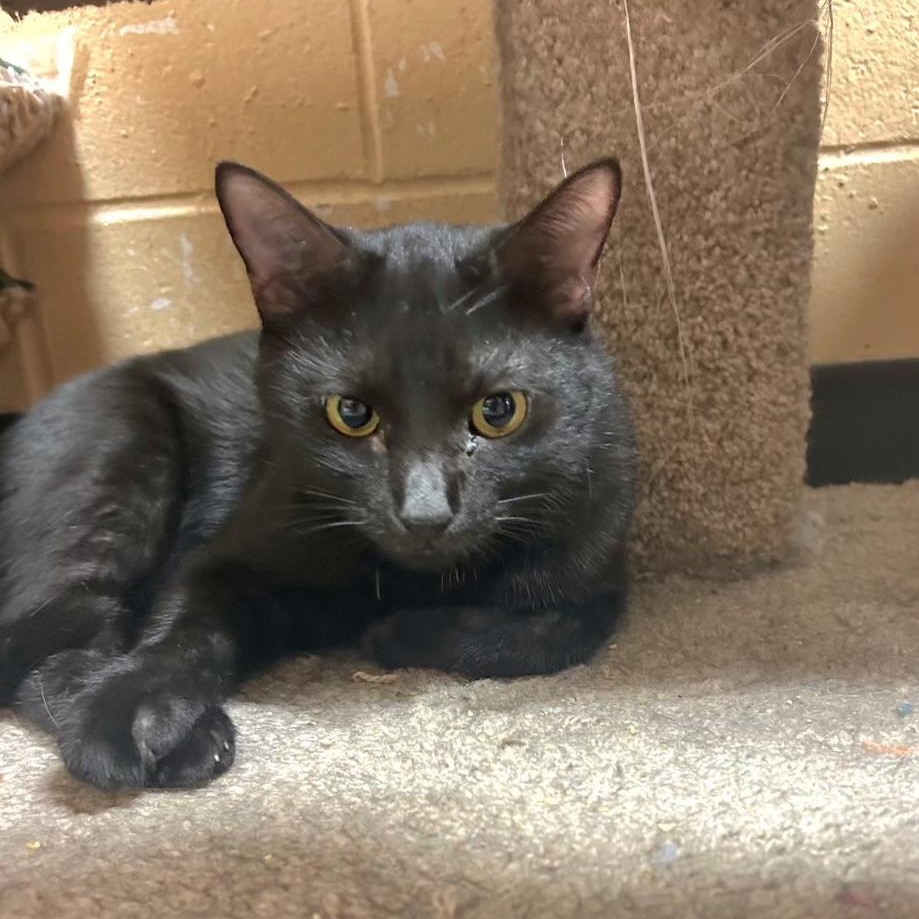 Ugo, a Adoptable Domestic Short Hair in New Port Richey, FL image 2/4