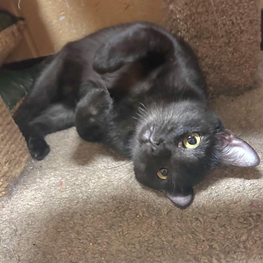 Ugo, Adoptable, Young Male Domestic Short Hair.