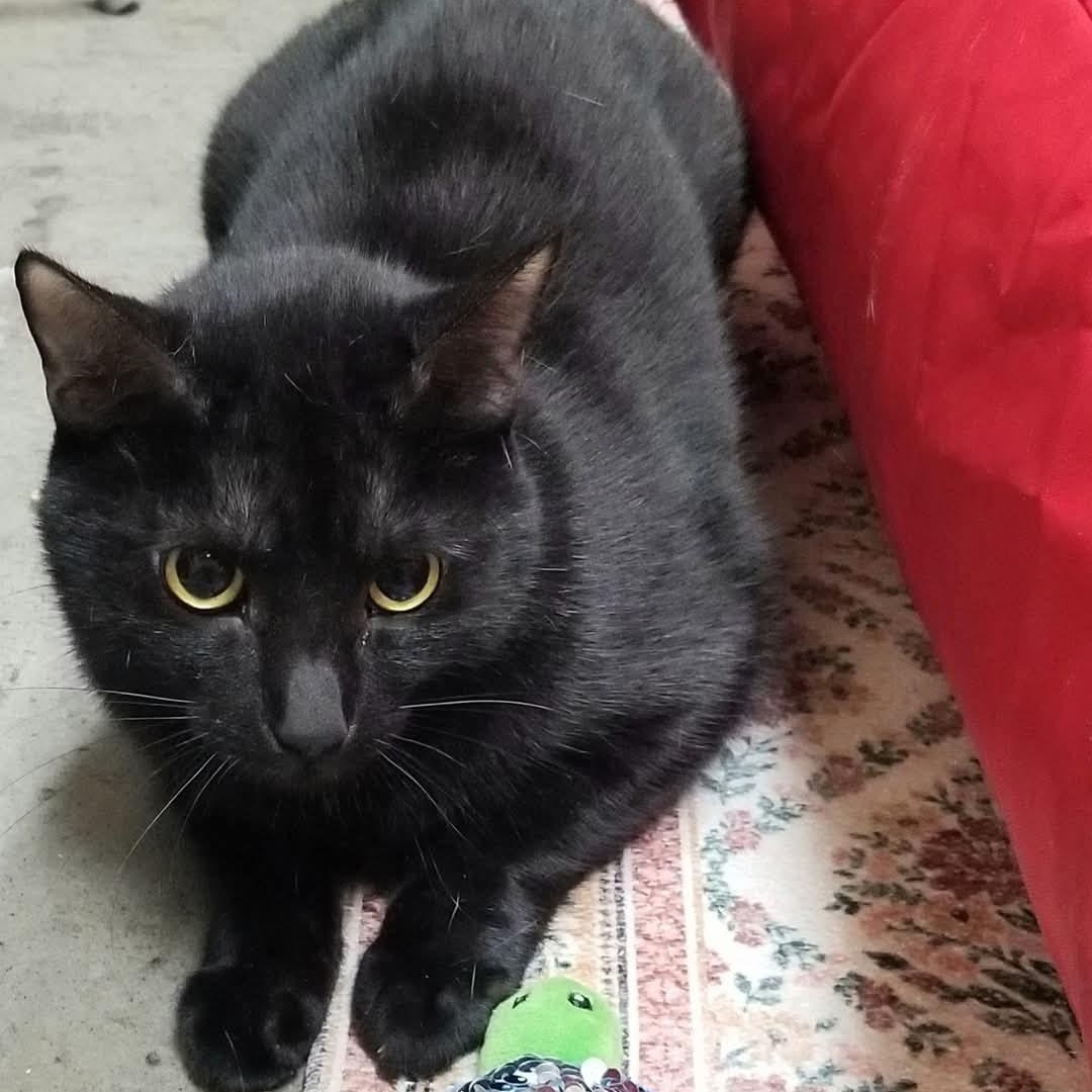 Ugo, a Adoptable Domestic Short Hair in New Port Richey, FL image 3/4