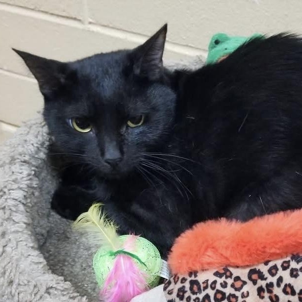Ugo, a Adoptable Domestic Short Hair in New Port Richey, FL image 4/4