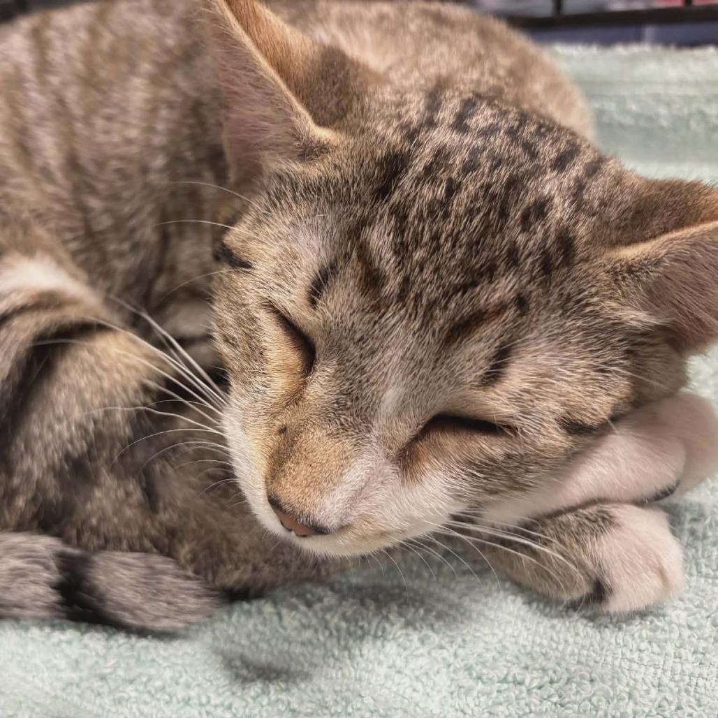 Thomas, Adoptable, Kitten Male Domestic Short Hair.