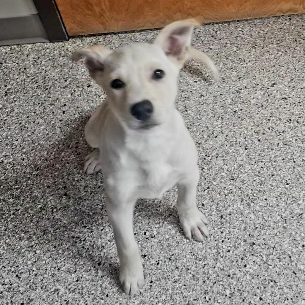 Enlarge Alpine, a Adoptable mixed breed in Detroit Lakes, MN image 1/5