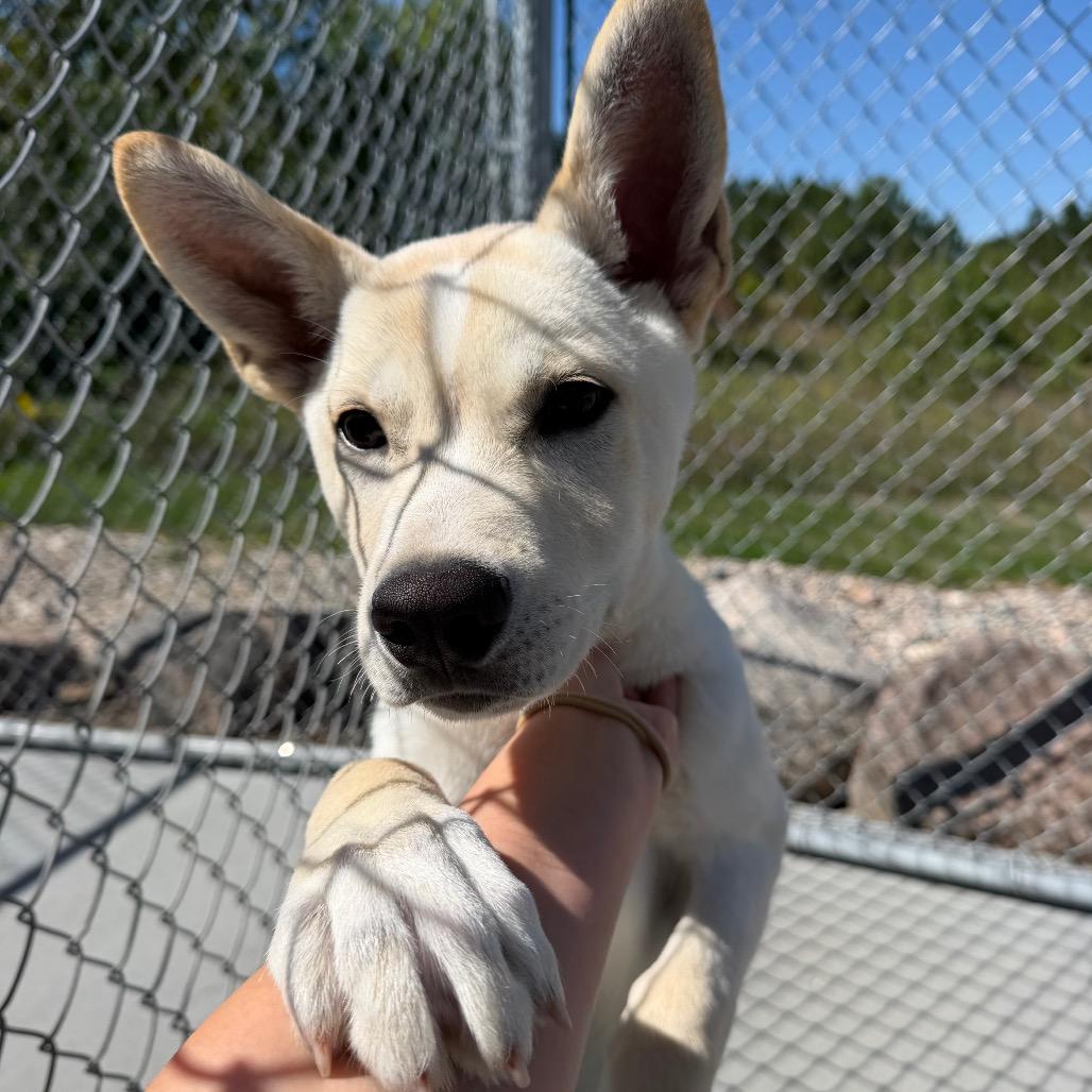 Enlarge Alpine, a Adoptable mixed breed in Detroit Lakes, MN image 2/5