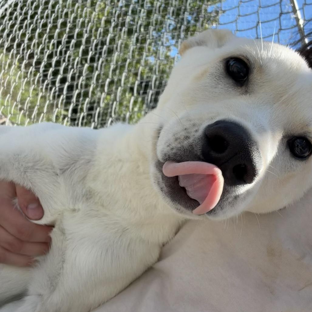 Enlarge Alpine, a Adoptable mixed breed in Detroit Lakes, MN image 3/5