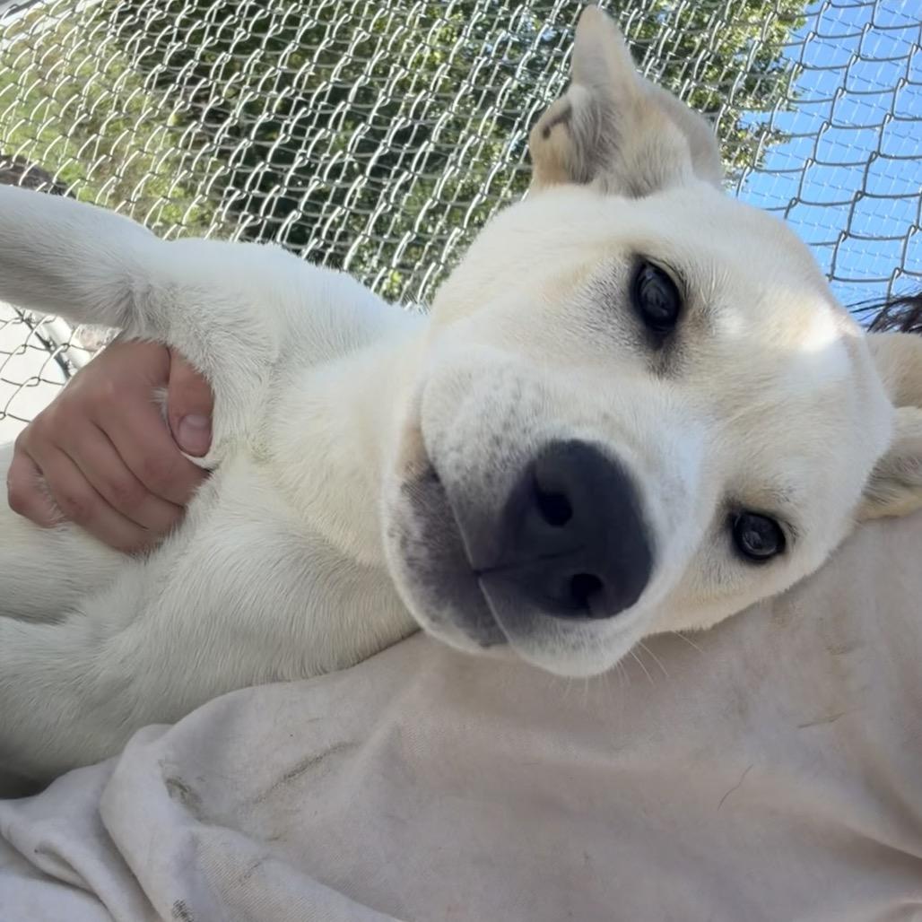 Enlarge Alpine, a Adoptable mixed breed in Detroit Lakes, MN image 4/5