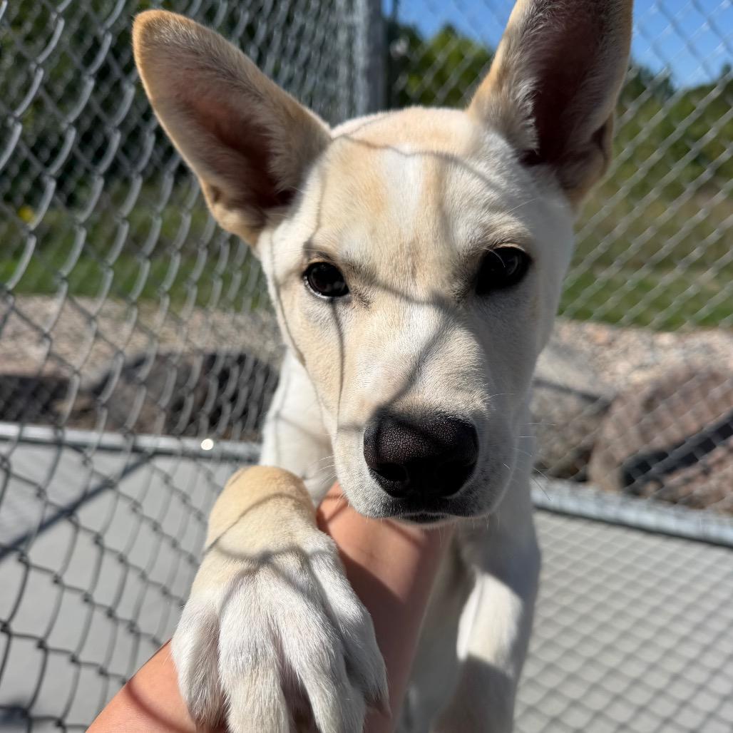 Enlarge Alpine, a Adoptable mixed breed in Detroit Lakes, MN image 5/5